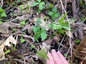 First Morels 2016